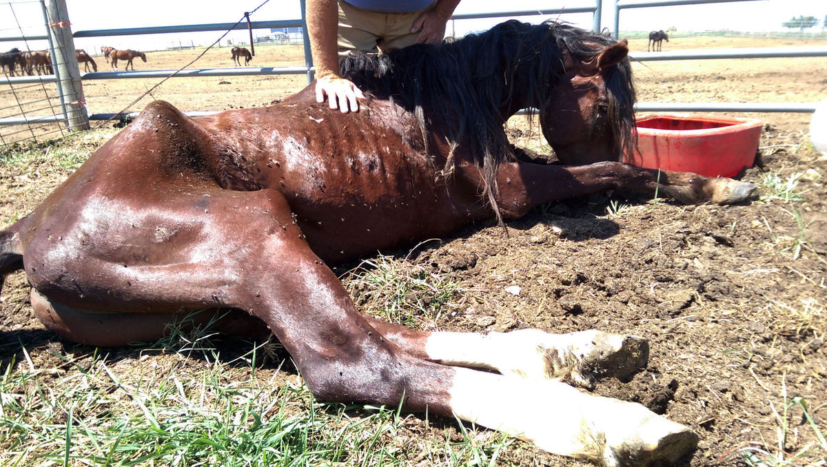 Renowned stallion among horses found seemingly starving